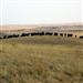 Grasslands National Park in southwestern Saskatchewan is around 900 square kilometres and protects some of the last undisturbed mixed-grass prairie in Canada.